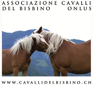 Cavalli Del Bisbino