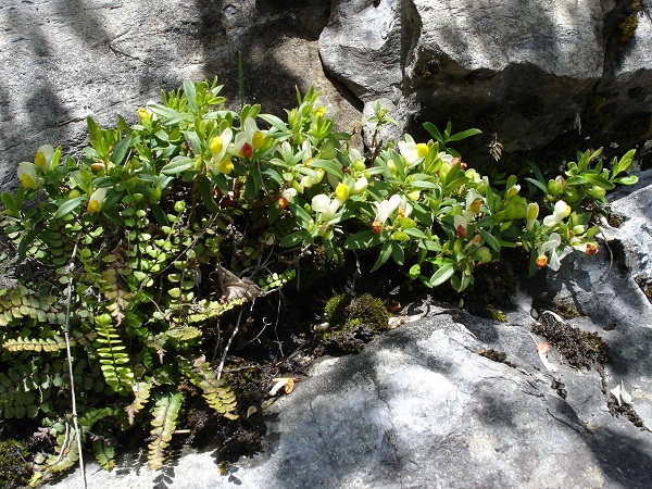 Poligana lutea