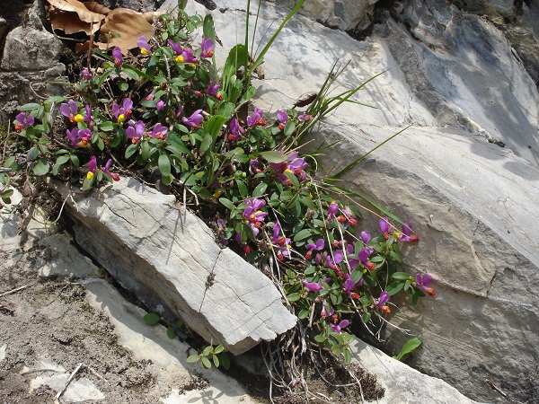 Poligana purpurea