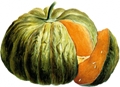 Zucca